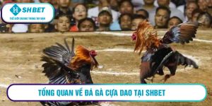 Tổng quan về đá gà cựa dao tại SHBET